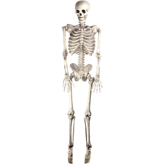 Skeleton 152cm